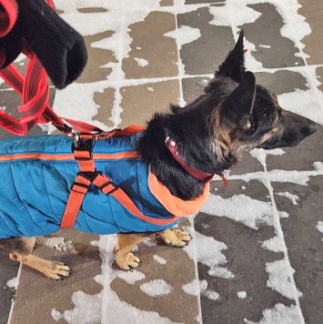 Собаки в добрые руки - Вита - 4