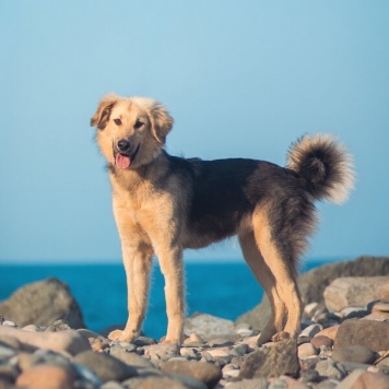 Собаки в добрые руки - Шапочка