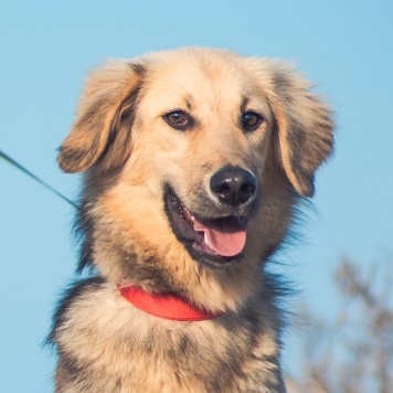 Собаки в добрые руки - Шапочка - 1