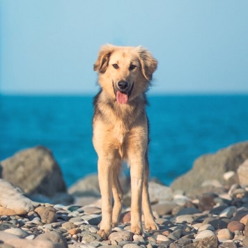 Собаки в добрые руки - Шапочка - 2