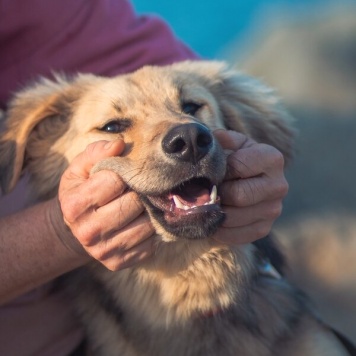 Собаки в добрые руки - Шапочка - 3