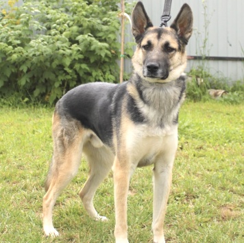 Собаки в добрые руки - Джек