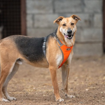 Собаки в добрые руки - Роналдо
