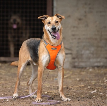 Собаки в добрые руки - Роналдо - 1