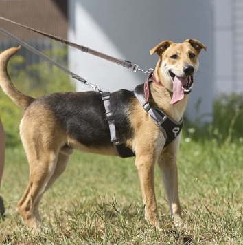 Собаки в добрые руки - Роналдо - 3