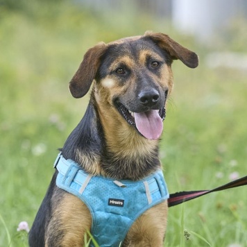 Собаки в добрые руки - Пеле