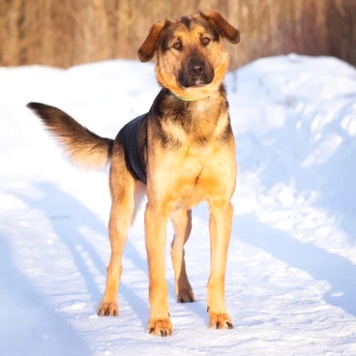 Собаки в добрые руки - Пеле