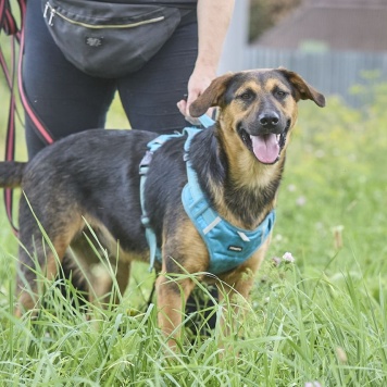 Собаки в добрые руки - Пеле - 1