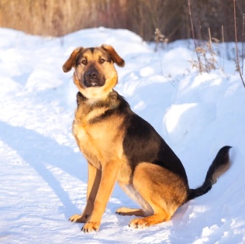 Собаки в добрые руки - Пеле - 1