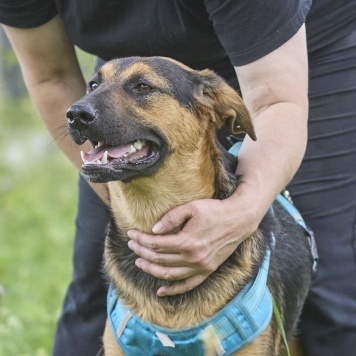 Собаки в добрые руки - Пеле - 2