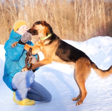 Собаки в добрые руки - Пеле - 2