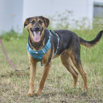 Собаки в добрые руки - Пеле - 3