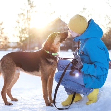 Собаки в добрые руки - Пеле - 4