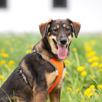 Собаки в добрые руки - Ариэль