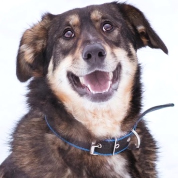 Собаки в добрые руки - Ариэль