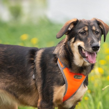Собаки в добрые руки - Ариэль - 1