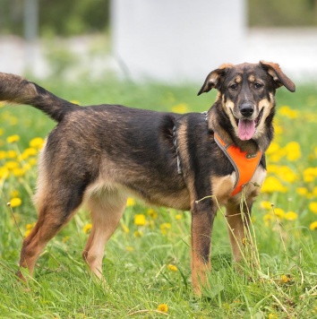 Собаки в добрые руки - Ариэль - 2