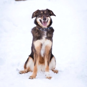 Собаки в добрые руки - Ариэль - 2