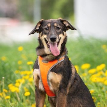 Собаки в добрые руки - Ариэль - 3