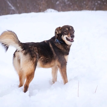 Собаки в добрые руки - Ариэль - 3