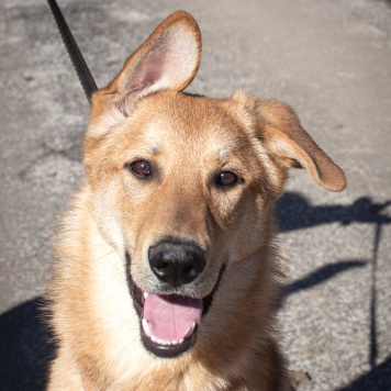 Собаки в добрые руки - Рэм