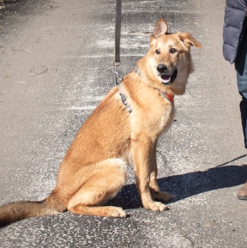 Собаки в добрые руки - Рэм - 1