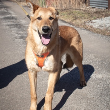 Собаки в добрые руки - Рэм - 2