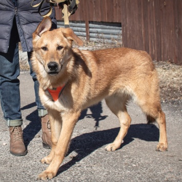 Собаки в добрые руки - Рэм - 3