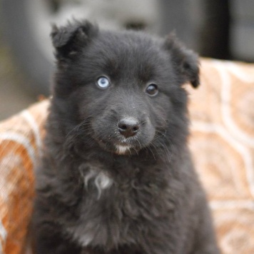 Собаки в добрые руки - щенки