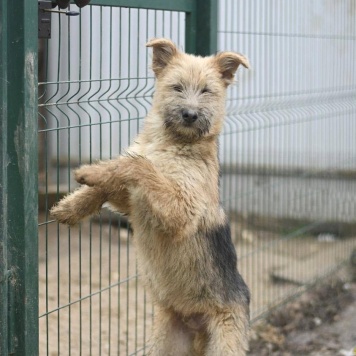 Собаки в добрые руки - щенки - 1