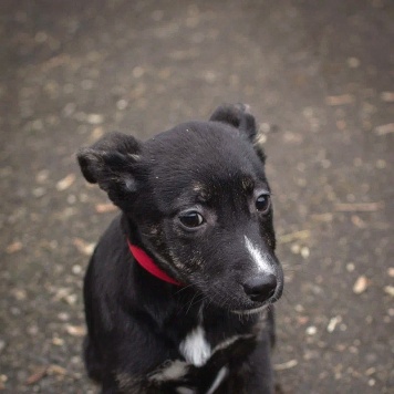 Собаки в добрые руки - Синди