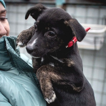 Собаки в добрые руки - Синди - 1