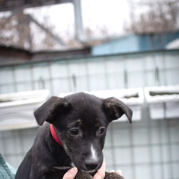 Собаки в добрые руки - Синди - 2