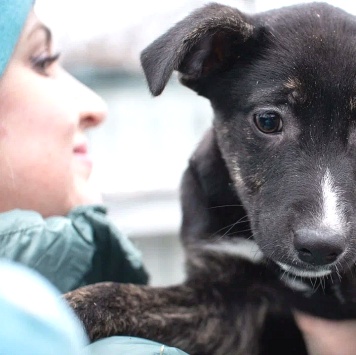 Собаки в добрые руки - Синди - 3