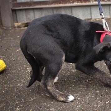 Собаки в добрые руки - Синди - 4