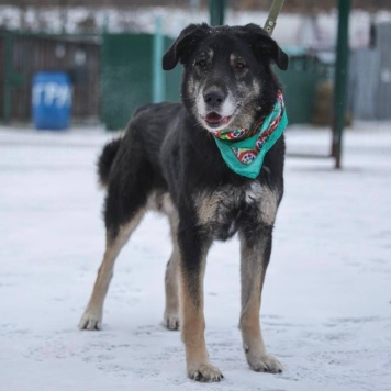 Собаки в добрые руки - Лавр