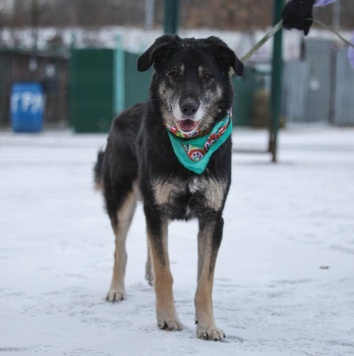 Собаки в добрые руки - Лавр - 1
