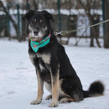 Собаки в добрые руки - Лавр - 2