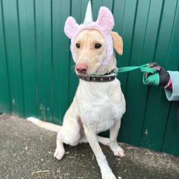 Собаки в добрые руки - Эльза - 2