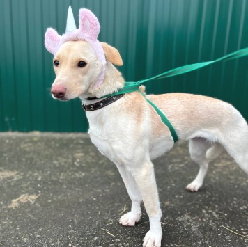 Собаки в добрые руки - Эльза - 3