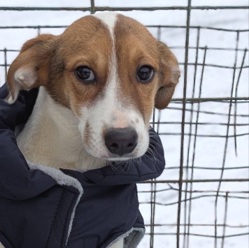 Рудик - Собаки в добрые руки