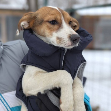Собаки в добрые руки - Рудик - 1