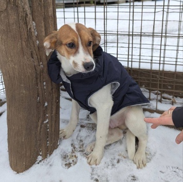 Собаки в добрые руки - Рудик - 2