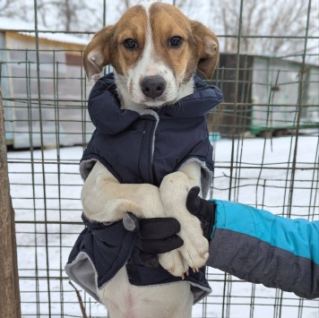 Собаки в добрые руки - Рудик - 3