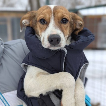 Собаки в добрые руки - Рудик - 4