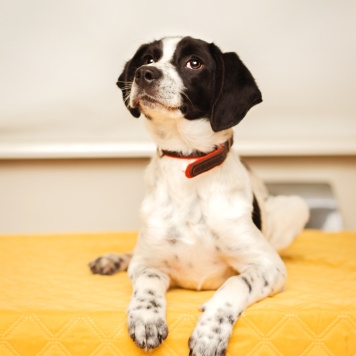 Собаки в добрые руки - Боб - 1