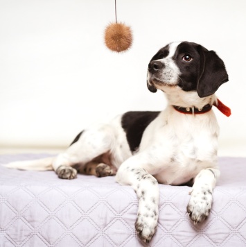 Собаки в добрые руки - Боб - 3