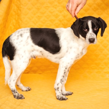 Собаки в добрые руки - Боб - 4