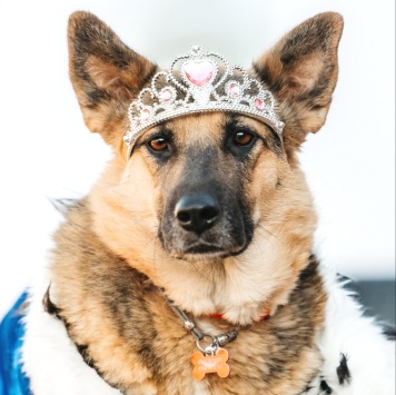 Тина - Собаки в добрые руки