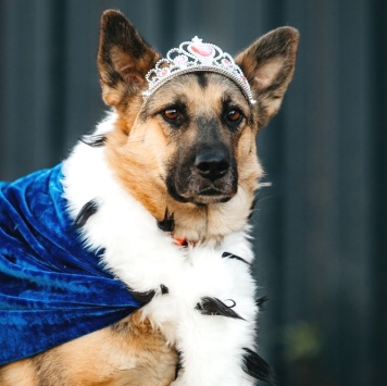 Собаки в добрые руки - Тина - 3